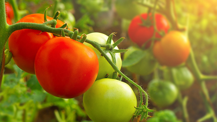 Picture of Tomatoes