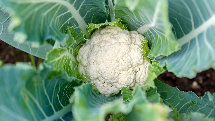 Picture of Cauliflower