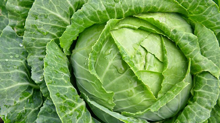 Picture of Cabbage