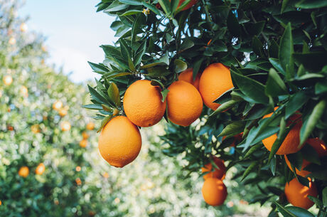 Are the orange blossoms causing your allergies? Experts tell us they are not the culprit