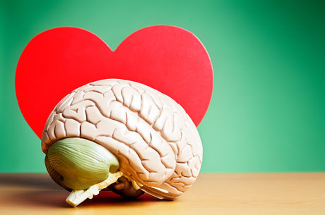 Model of a human brain in front of the cutout of a heart